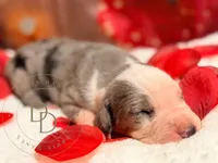 Scuttlebutt, a male Great Dane for sale in Lexington, NC – Photo 2 of 5