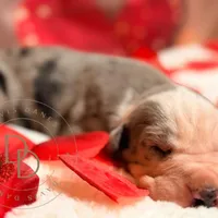 Scuttlebutt, a male Great Dane for sale in Lexington, NC – Photo 4 of 5