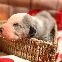 Scuttlebutt, a male Great Dane for sale in Lexington, NC – Photo 5 of 5