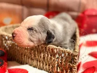 Scuttlebutt, a male Great Dane for sale in Lexington, NC – Photo 5 of 5