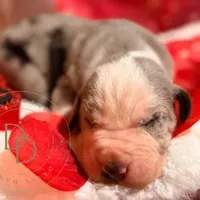 Scuttlebutt, a male Great Dane for sale in Lexington, NC – Photo 3 of 5