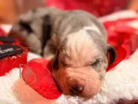 Scuttlebutt, a male Great Dane for sale in Lexington, NC – Photo 3 of 5