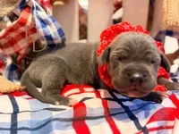 Shambles, a female Great Dane for sale in Lexington, NC – 1 of 5