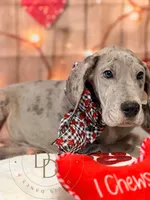 Phoebe, a female Great Dane for sale in Lexington, NC – Photo 4 of 5