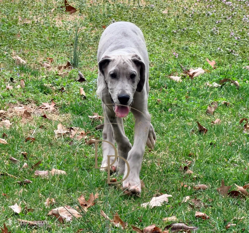 Phoebe – Great Dane puppy for sale in Lexington, NC