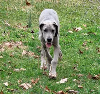 Phoebe, a female Great Dane for sale in Lexington, NC – Photo 1 of 5