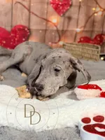 Phoebe, a female Great Dane for sale in Lexington, NC – Photo 5 of 5