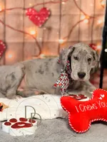 Phoebe, a female Great Dane for sale in Lexington, NC – Photo 3 of 5