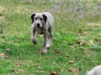 Phoebe, a female Great Dane for sale in Lexington, NC – Photo 4 of 5