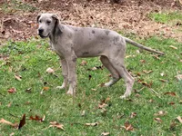 Phoebe, a female Great Dane for sale in Lexington, NC – Photo 3 of 5