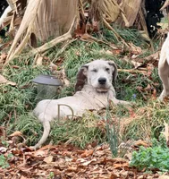 Phoebe, a female Great Dane for sale in Lexington, NC – Photo 2 of 5