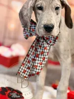 Phoebe, a female Great Dane for sale in Lexington, NC – Photo 2 of 5