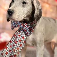 Phoebe, a female Great Dane for sale in Lexington, NC – Photo 5 of 5