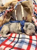 Chaos, a male Great Dane for sale in Lexington, NC – 3 of 6