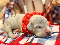 Kerfuffle, a female Great Dane for sale in Lexington, NC – 3 of 5