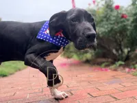 Captain Hook, a male Great Dane for sale in Lexington, NC – 2 of 6