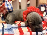 Shambles, a female Great Dane for sale in Lexington, NC – 3 of 5