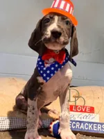 Hank, a male Great Dane for sale in Lexington, NC – 5 of 10