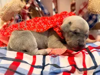 Pandora, a female Great Dane for sale in Lexington, NC – 4 of 6