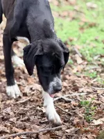 Joan, a female Great Dane for sale in Lexington, NC – 6 of 9