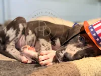 Hank, a male Great Dane for sale in Lexington, NC – 4 of 10