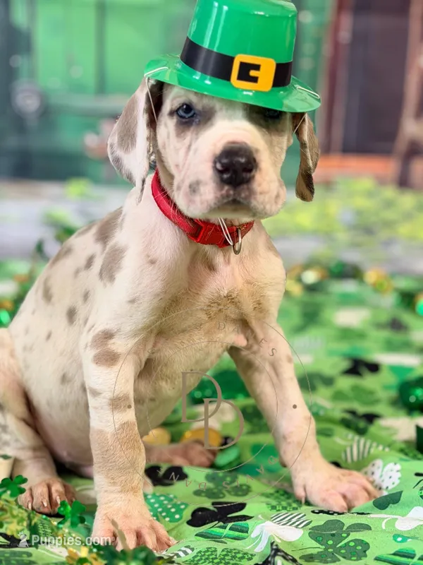 Blue Fawn Harlequin  – Great Dane puppy for sale in Lexington, NC