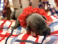Shambles, a female Great Dane for sale in Lexington, NC – 2 of 5