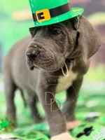 Blue Male, a male Great Dane for sale in Lexington, NC – Photo 3 of 6