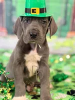 Blue Male, a male Great Dane for sale in Lexington, NC – Photo 1 of 6