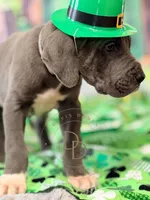 Blue Male, a male Great Dane for sale in Lexington, NC – Photo 5 of 6