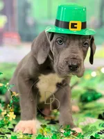 Blue Male, a male Great Dane for sale in Lexington, NC – Photo 4 of 6