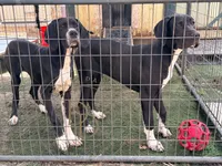Joan, a female Great Dane for sale in Lexington, NC – 9 of 9