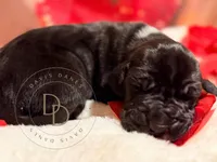 Captain Hook, a male Great Dane for sale in Lexington, NC – Photo 4 of 5