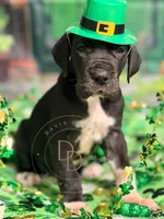 Captain Hook, a male Great Dane for sale in Lexington, NC – Photo 2 of 4