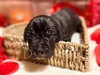 Captain Hook, a male Great Dane for sale in Lexington, NC – Photo 3 of 5