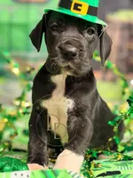 Captain Hook, a male Great Dane for sale in Lexington, NC – Photo 4 of 4