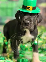 Captain Hook, a male Great Dane for sale in Lexington, NC – Photo 1 of 4