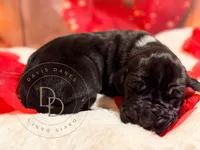 Captain Hook, a male Great Dane for sale in Lexington, NC – Photo 1 of 5