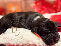 Captain Hook, a male Great Dane for sale in Lexington, NC – Photo 5 of 5