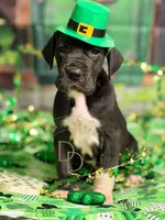 Captain Hook, a male Great Dane for sale in Lexington, NC – Photo 3 of 4