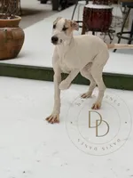 Buford, a male Great Dane for sale in Lexington, NC – Photo 5 of 7