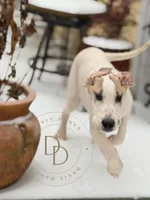 Buford, a male Great Dane for sale in Lexington, NC – Photo 3 of 7