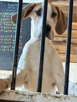 Buford, a male Great Dane for sale in Lexington, NC – Photo 6 of 7