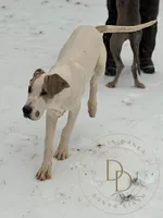 Buford, a male Great Dane for sale in Lexington, NC – Photo 4 of 7