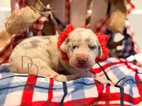 Drama, a female Great Dane for sale in Lexington, NC – 3 of 5