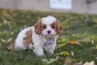 Alice, a female Cavapoo for sale in Sugarcreek, OH – 5 of 10