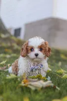 Alice, a female Cavapoo for sale in Sugarcreek, OH – 2 of 10