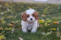 Alice, a female Cavapoo for sale in Sugarcreek, OH – 6 of 10