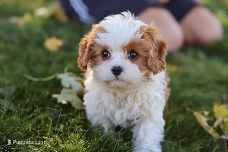 Alice – Cavapoo puppy for sale in Sugarcreek, OH