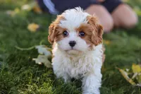 Alice, a female Cavapoo for sale in Sugarcreek, OH – 1 of 10